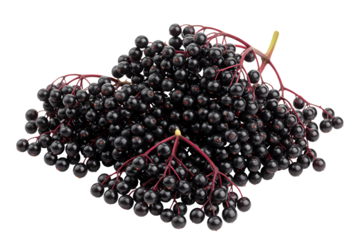 Elderberries: Close-Up of Ripe Berries and Stems on white background