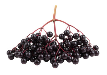 Elderberries: Close-up of a Branch with Ripe Berries on white background