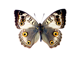 butterfly isolated on white background  PNG ,ai generated