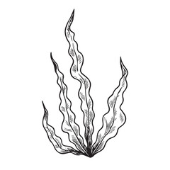 Vector line illustration of seaweed