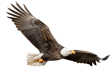 Naklejka premium flying animal eagle bird isolated on white background PNG ,ai generated