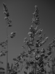 Melancholic black and white photo of meadow grass stalks with blurred background of wild blades