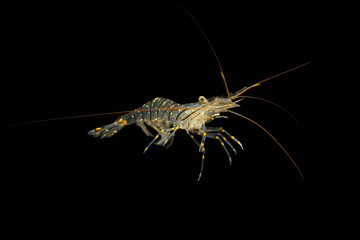 Pacific grass shrimp (Palaemon pacificus) juvenile, TL:30mm