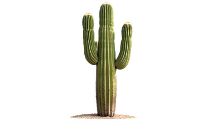 Tall, green saguaro cactus, showcasing its ribbed structure and small spines, set against a clear PNG backdrop.
