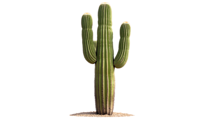 Tall, green saguaro cactus, showcasing its ribbed structure and small spines, set against a clear PNG backdrop.