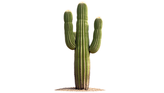 Tall, green saguaro cactus, showcasing its ribbed structure and small spines, set against a clear PNG backdrop. - Powered by Adobe