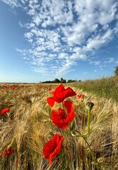 golden wheat field with red poppies in summer with blue sky
