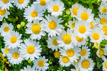 Beautiful Bellis perennis flowers with white and yellow . Field of daisies in spring garden. © piti