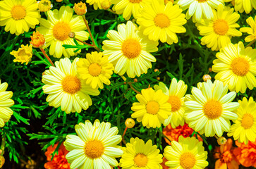 Wild daisy flowers growing on meadow, yellow chamomiles on green grass background.