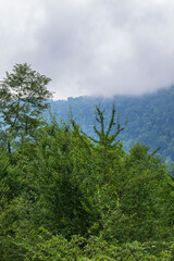 Mountain forest near the village of Sim