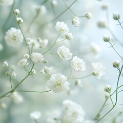 Delicate white flowers in soft focus (2)