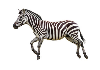Striped Zebra: African Plains Equine Wildlife Photography on white background