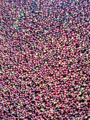 Abundant Freshly Harvested Coffee Cherries (Red and Green).