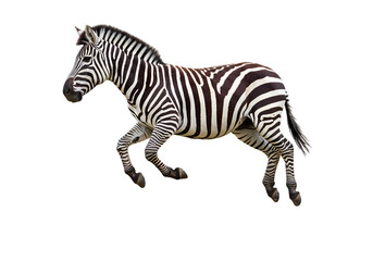 Striking Zebra: Powerful Wildlife Photography on white background