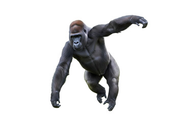 Powerful Gorilla: A Close-Up View of a Western Lowland Gorilla on white background