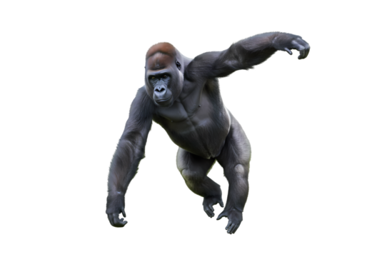 Powerful Gorilla: A Close-Up View of a Western Lowland Gorilla on white background