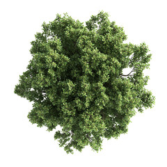 Obraz premium green tree isolated on white background