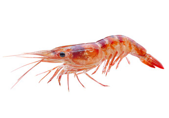 Fresh Raw Shrimp Isolated on Transparent Background Ready for Cooking