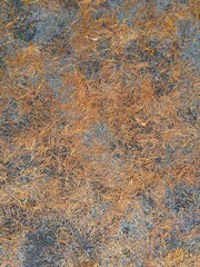 初夏の公園の庭に散ったヒマラヤスギの枯れ葉