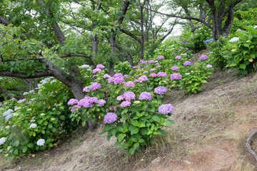 Fototapeta premium 日本の岡山県倉敷市の種松山公園の美しい梅雨の風景
