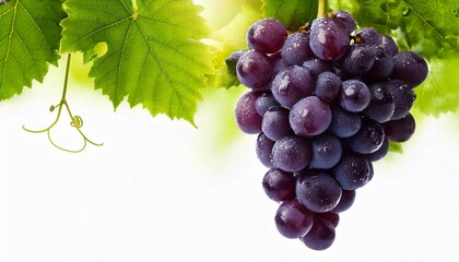 Grape on a tree. using macro technique. white background. copy space