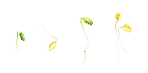 Sequence of seedling growth stages showcasing plant development over time.