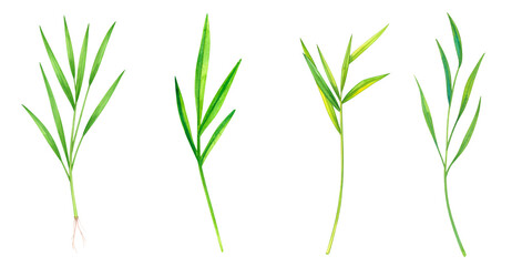 Fototapeta premium Four varieties of fresh herbs showcasing their vibrant green leaves.