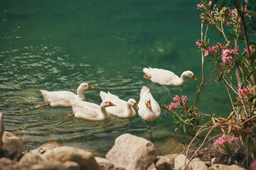 White Geese Swimming in a Serene Green Lake with Pink Flowers
