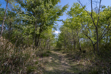 晴れた日の新緑の山道