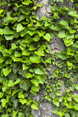 green leaves of plants twine around the tree trunk