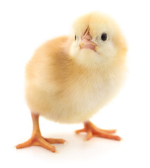 Small yellow chicken