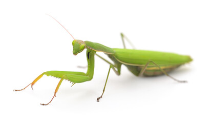 Mantis isolated on white background.