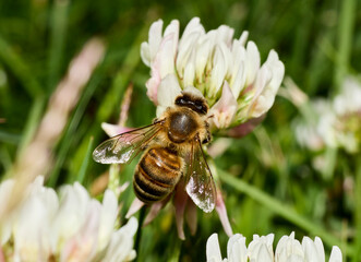 Honeybee Gathering Nectar on White Clover Bloom