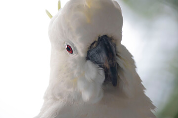 Close up of a Cockatoo 