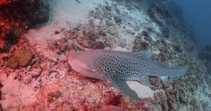 Leopard Shark New South Wales Wolfrock ocean life