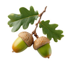 Acorns and Oak Leaves: A detailed close-up captures the intricate beauty of oak leaves and acorns, illustrating the beginning of life and natural growth in a serene environment.