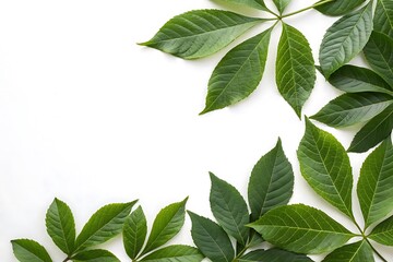 Naklejka premium Leafy green plant with leaves that are pointed and have a serrated edge