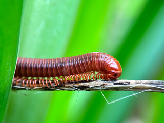 Close up of the rusty millipede (Trigoniulus corallinus)