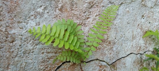 Green Fern Growing on a Rough Textured Concrete Wall, Natural Urban Plant Life in Cracks of Cement Surface, Perfect for Botanical, Nature, Contrast, and Eco-Friendly Urban Background Concepts