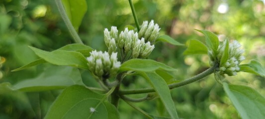 Delicate White Wildflowers Blooming in a Lush Green Natural Setting, Close-Up of Tiny Blossoms and...