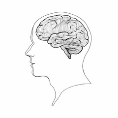Human Head Silhouette with Detailed Brain Anatomy