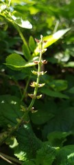 Green Herbal Plant with Tiny Buds and Fresh Leaves in Natural Sunlight, Close-Up in Lush Tropical Garden, Ideal for Botanical, Nature, Herbal Medicine, and Organic Plant-Based Themes