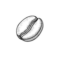 Single Coffee Bean Hand-Drawn Illustration on