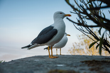 Seagulls Resting on the Wall of Mont Saint-M