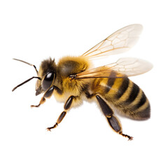 Honeybee Profile on Black Backdrop A Detailed Look at Nature's Pollinator in Stunning Clarity and Sharp Focus