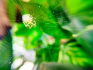 Argiope cobwebs between leaves and twigs