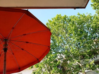 Umbrella and trees in the city, view from below.
