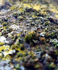 Moss on a tree bark as an abstract background. Texture.