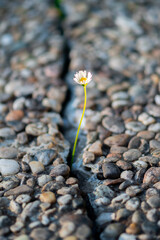 A lone daisy flower breaks through a crack in the pavement. The concept of strength of nature,...