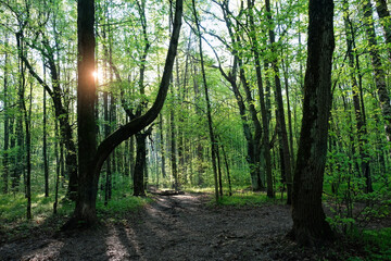 Beautiful forest landscape with green foliage trees in morning sunlight. summer nature background. Fantasy Fairytale woodland nature. harmony, idyllic forest scenery. wildlife, travel, environment.
